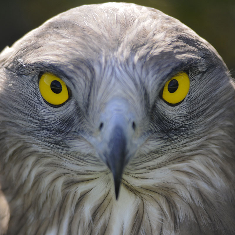 Fotografía en la naturaleza