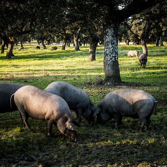 Cerdos Ibéricos – Pedroches Wildlife Cerdos Ibéricos